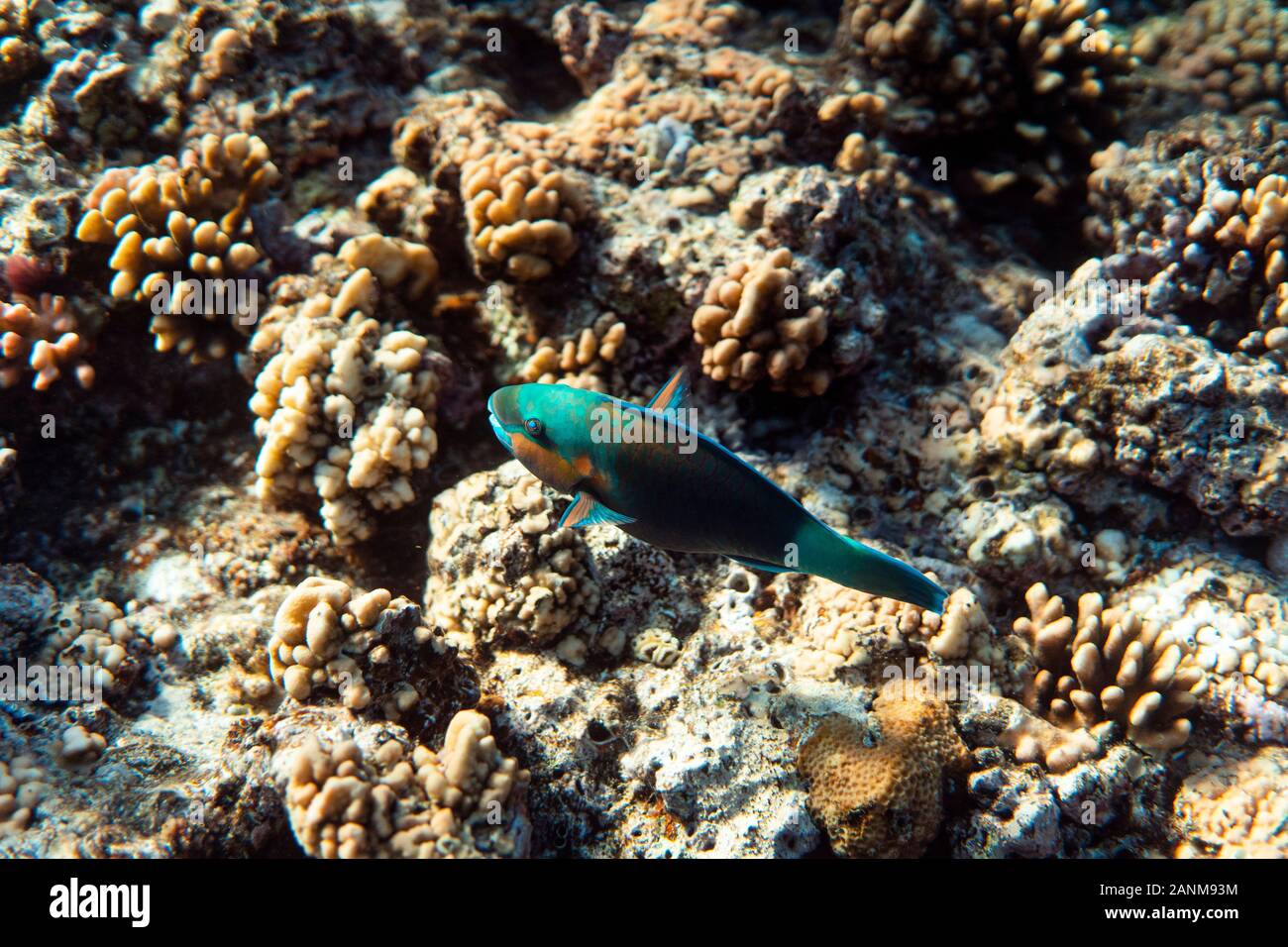 Scarus psittacus underwater in the ocean of egypt, underwater in the ocean of egypt, Scarus psittacus underwater photograph underwater photograph, Stock Photo