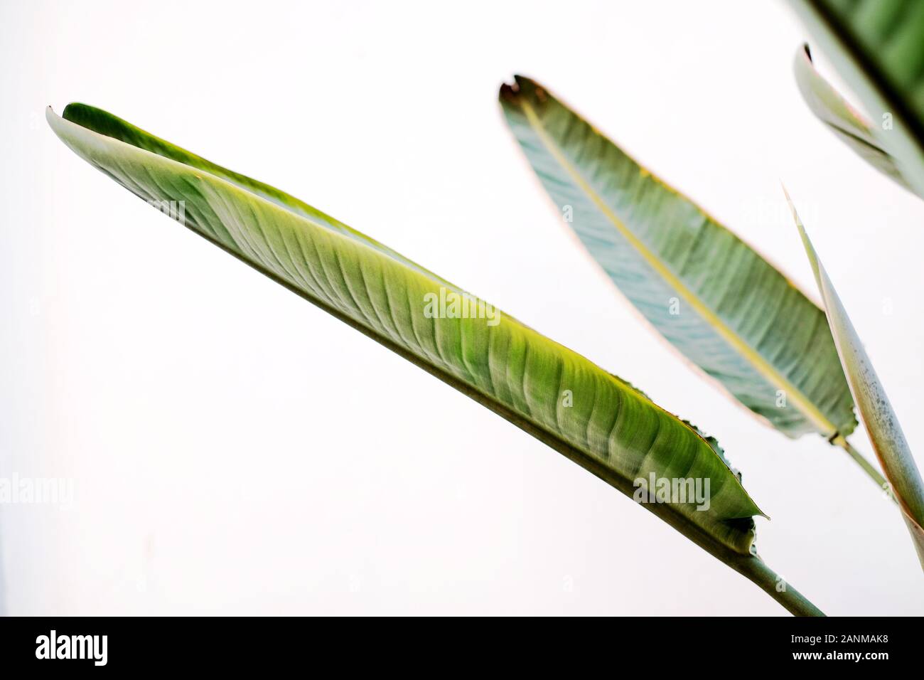 Ornamental graphic green leaves in high contrast white background Stock