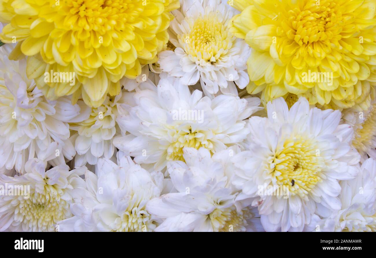 White chrysanthemum flowers hi-res stock photography and images - Alamy