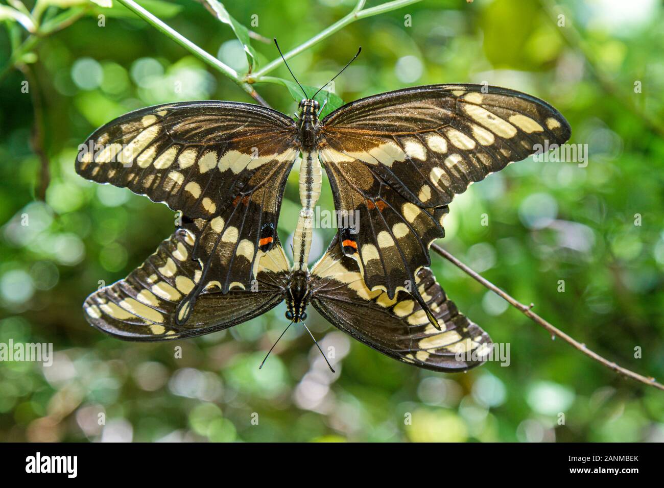 Boca Raton Florida,Palm Beach County,Gumbo Limboal Complex & Nature Center,Schaus Swallowtail butterfly,mating,threatened,endangered,species,FL1007310 Stock Photo