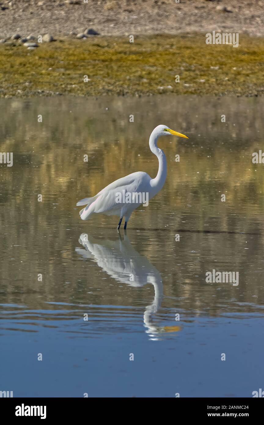 A portrait photo of a Great White Egret hunting for food in an Arizona