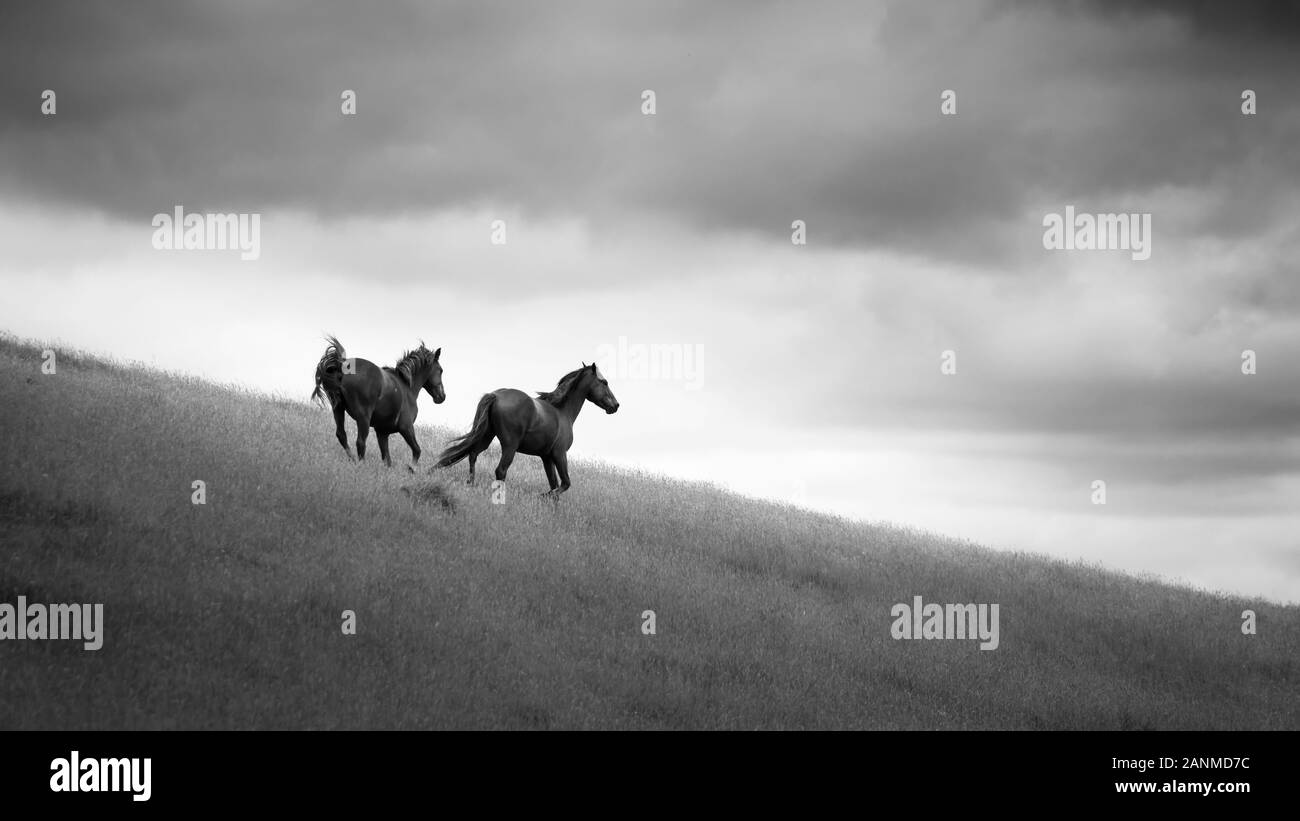 Black and White image of Two Wild Kaimanawa horses running in the mountain ranges, Central Plateau, New Zealand Stock Photo