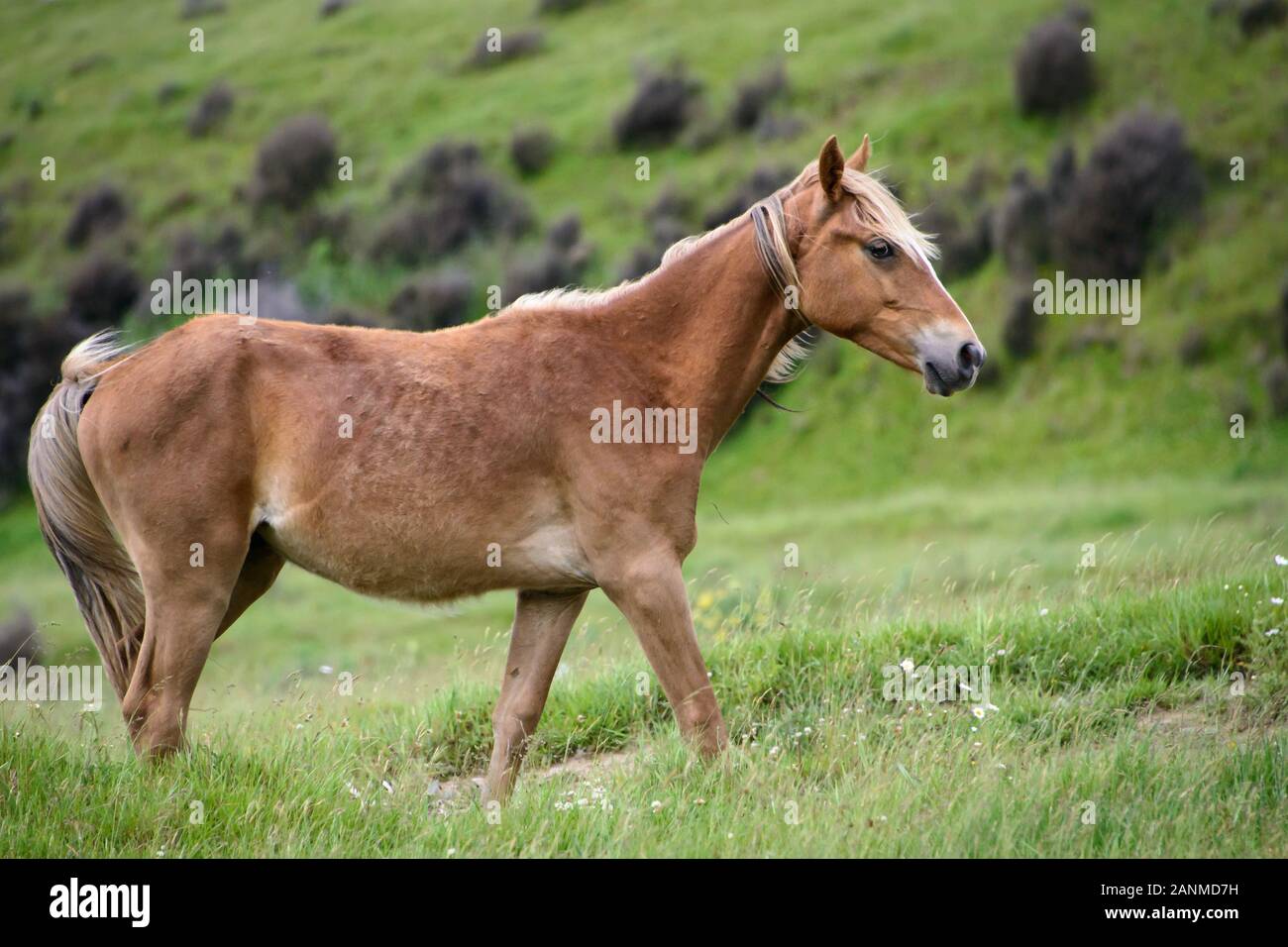 Wild horse in Kaimanawa ranges, central plateau, New Zealand Stock Photo
