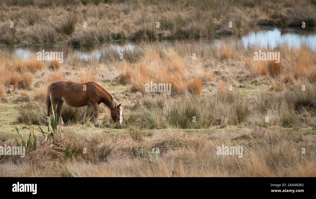 Wild Kaimanawa horse grazing by the river, Central Plateau, New Zealand Stock Photo