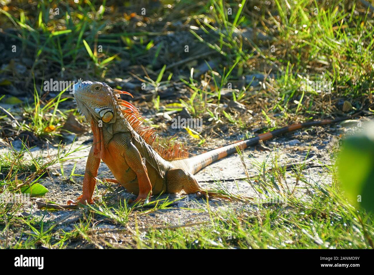 A red iguana on the ground near Dania Beach, Florida, U.S.A Stock Photo