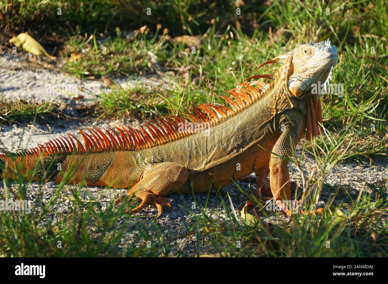 A red iguana on the ground near Dania Beach, Florida, U.S.A Stock Photo