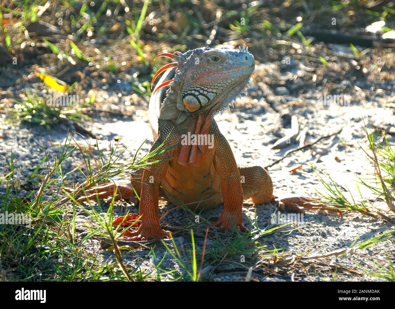 A red iguana on the ground near Dania Beach, Florida, U.S.A Stock Photo