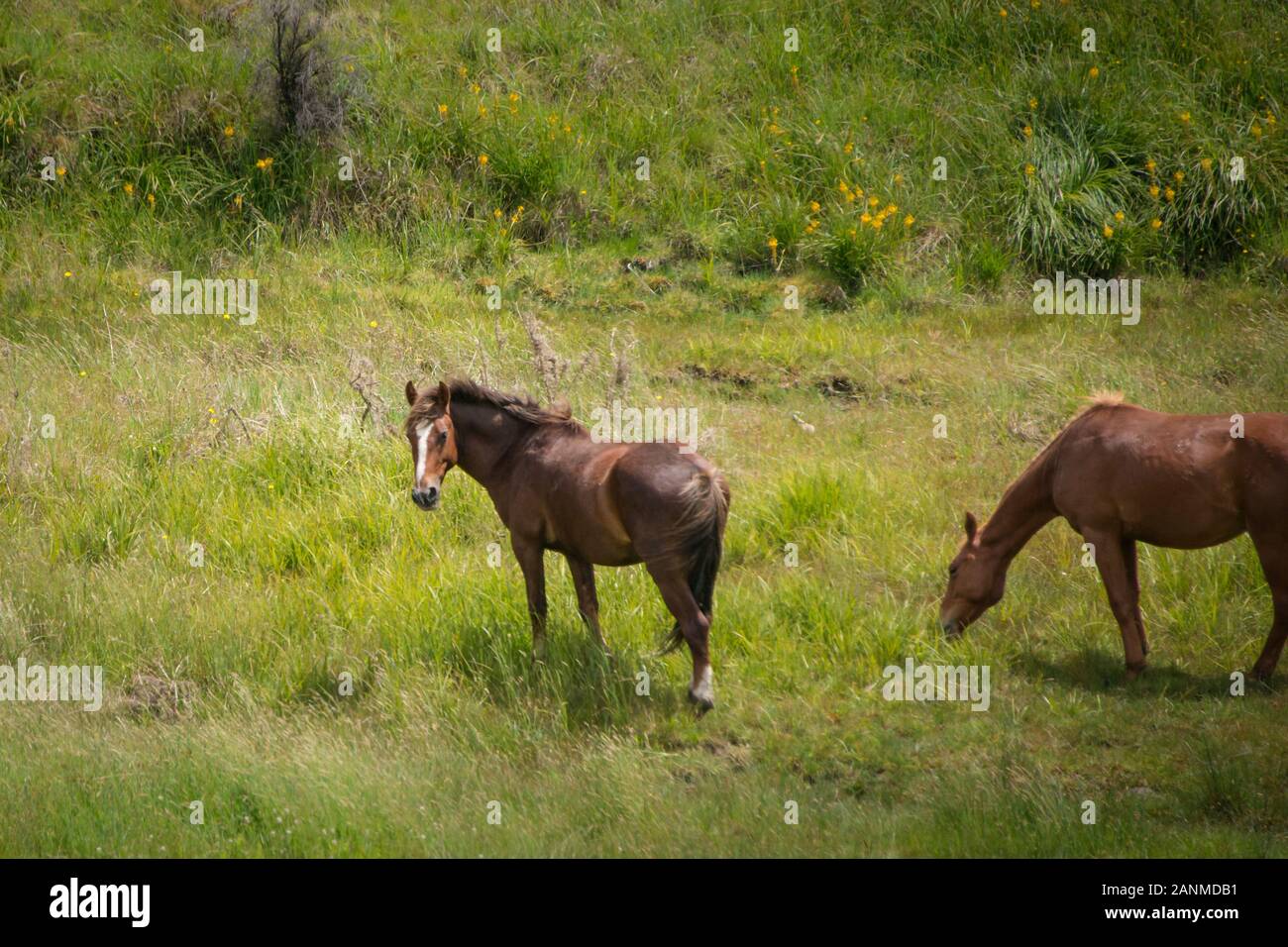 Wild horse in Kaimanawa mountain range, Central Plateau, New Zealand Stock Photo