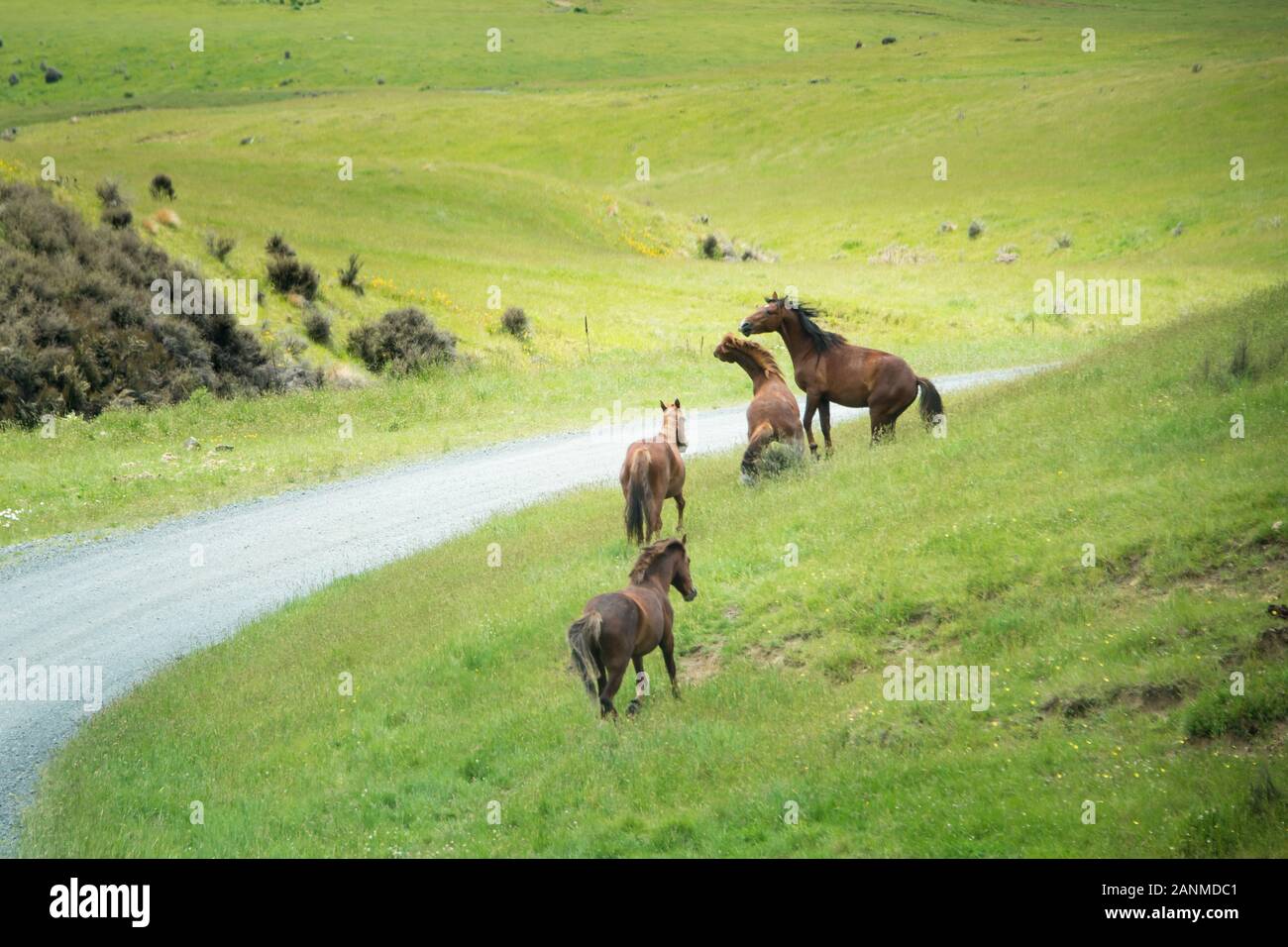 A group of wild Kaimanawa horses playing on the mountain ranges, Central Plateau, New Zealand Stock Photo