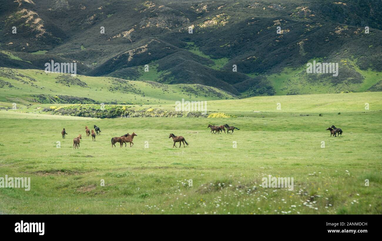 Wild horses running on the green hills of Kaimanawa mountain ranges, North Island, New Zealand Stock Photo