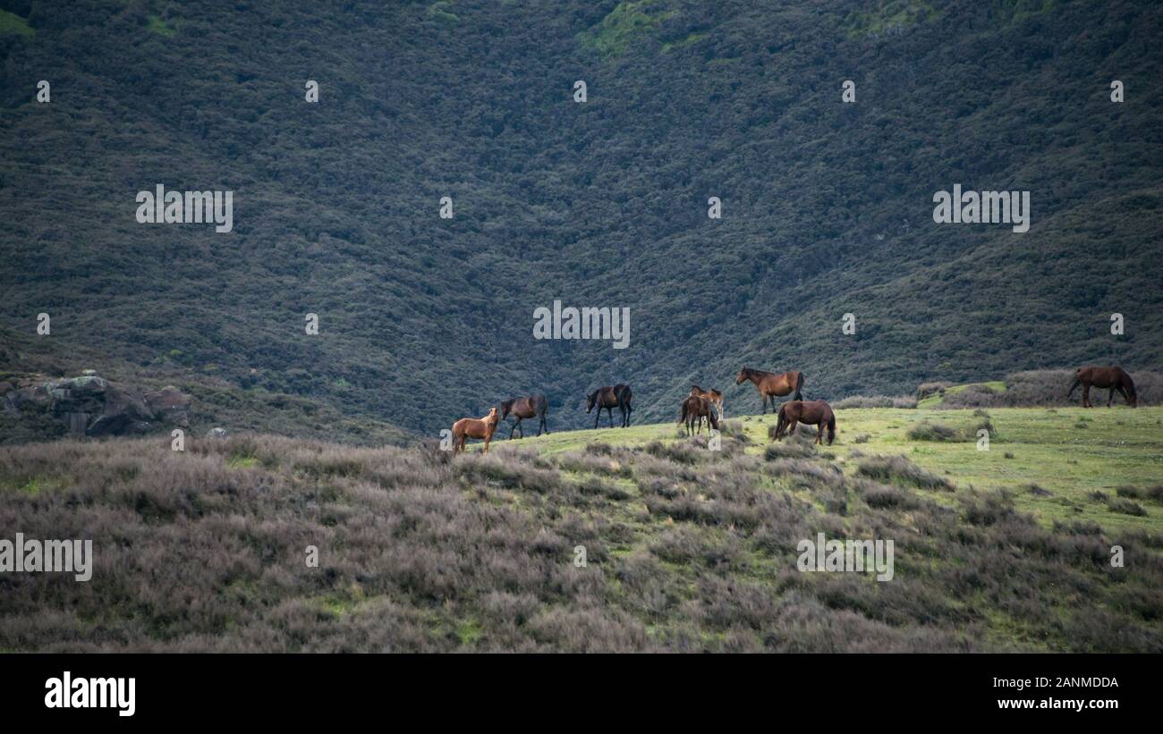 Wild horses in the Kaimanawa mountain ranges, Central Plateau, New Zealand Stock Photo