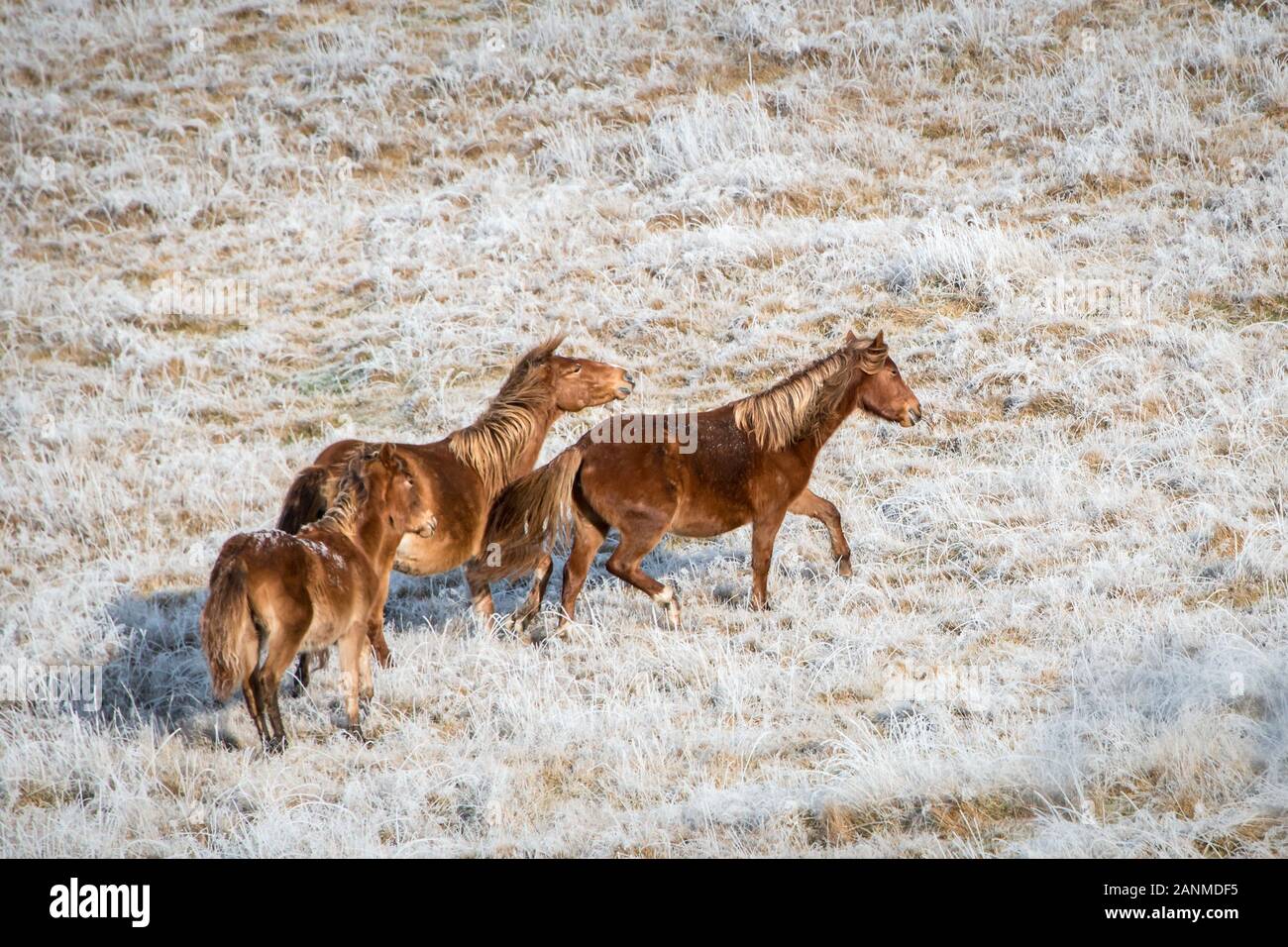 Three wild Kaimanawa horses running in the winter mountain ranges in North Island, New Zealand Stock Photo