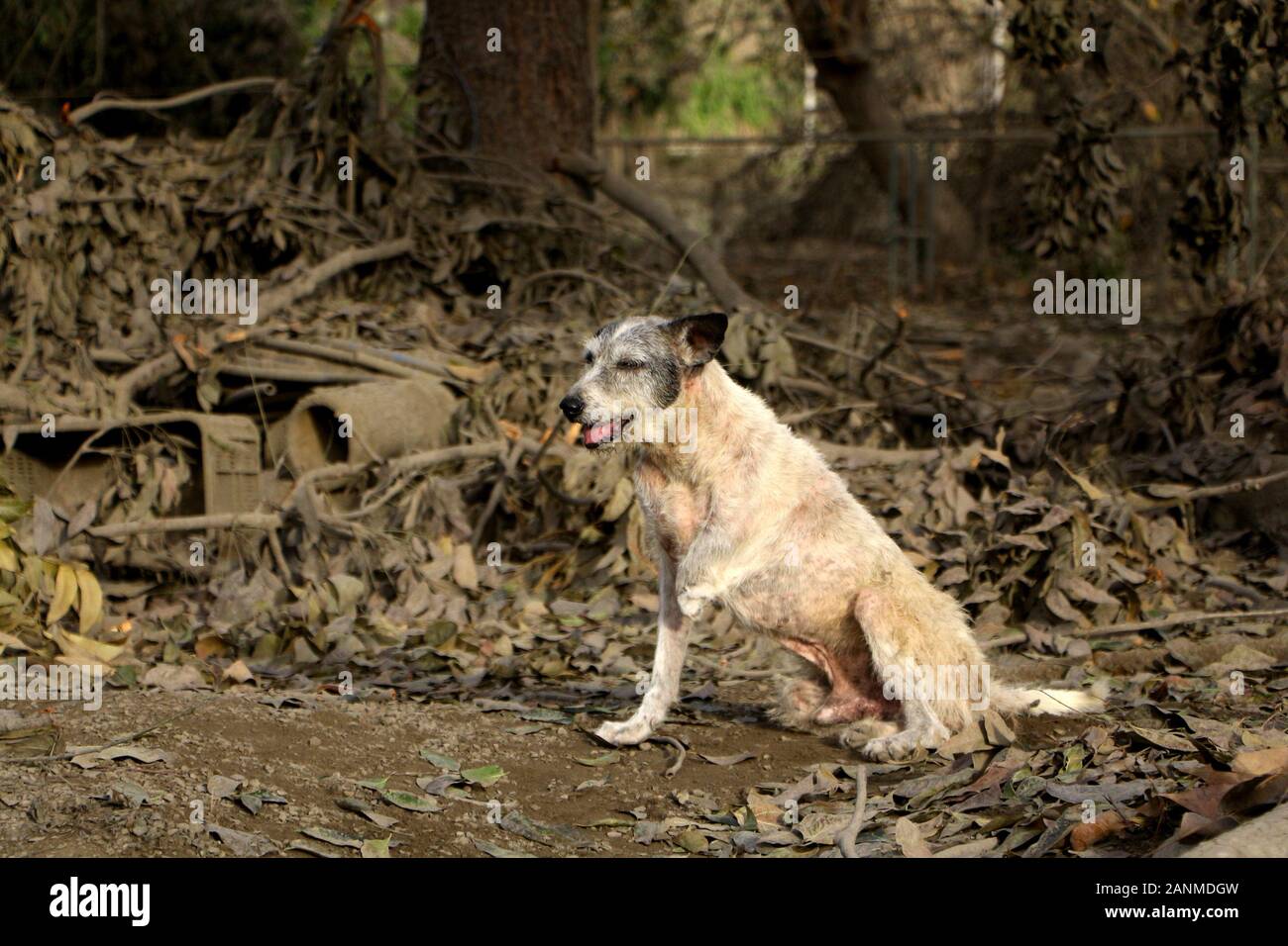 Dirty 2025 dog volcano