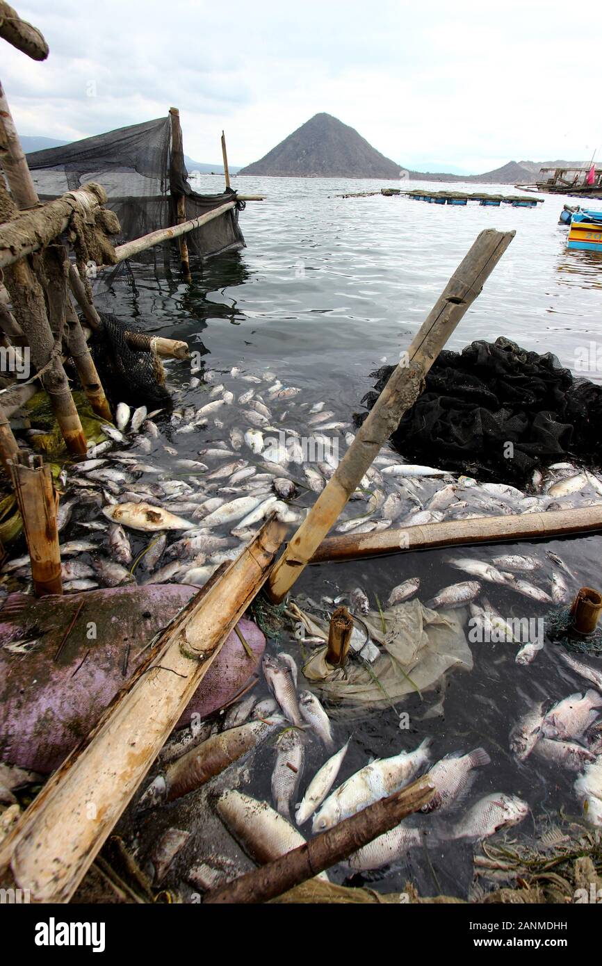 Philippines. 17th Jan, 2020. Animals floating at sea side due to the
