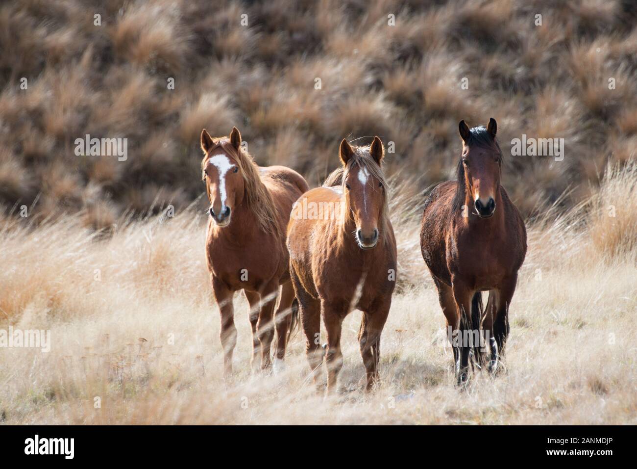 Three wild Kaimanawa horses standing among the tussock grass, New Zealand Stock Photo