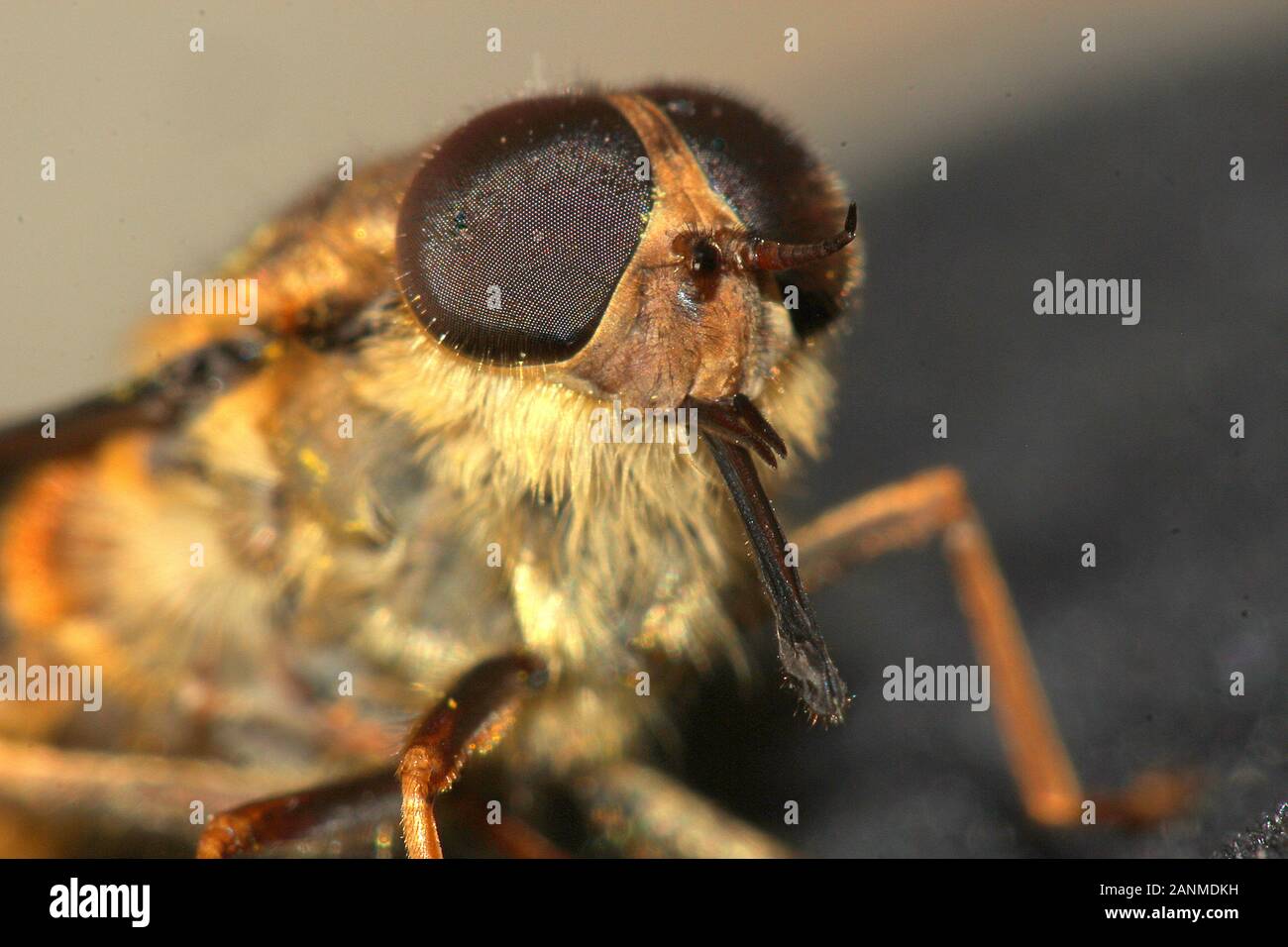 Portrait of a Hoverfly (Eristalis tenax) Stock Photo
