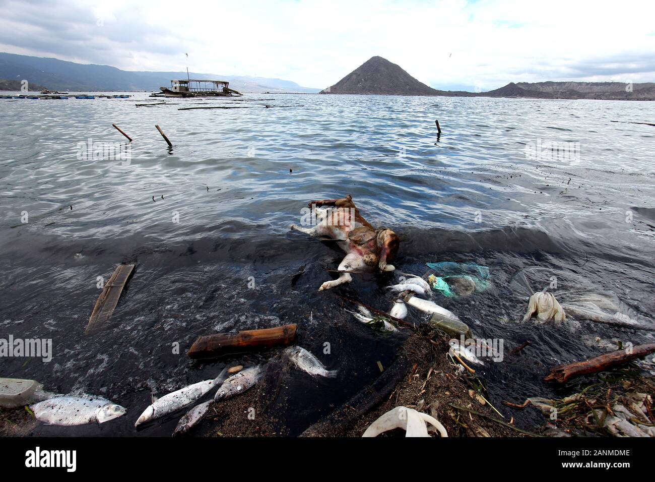 Philippines. 17th Jan, 2020. Animals floating at sea side due to the
