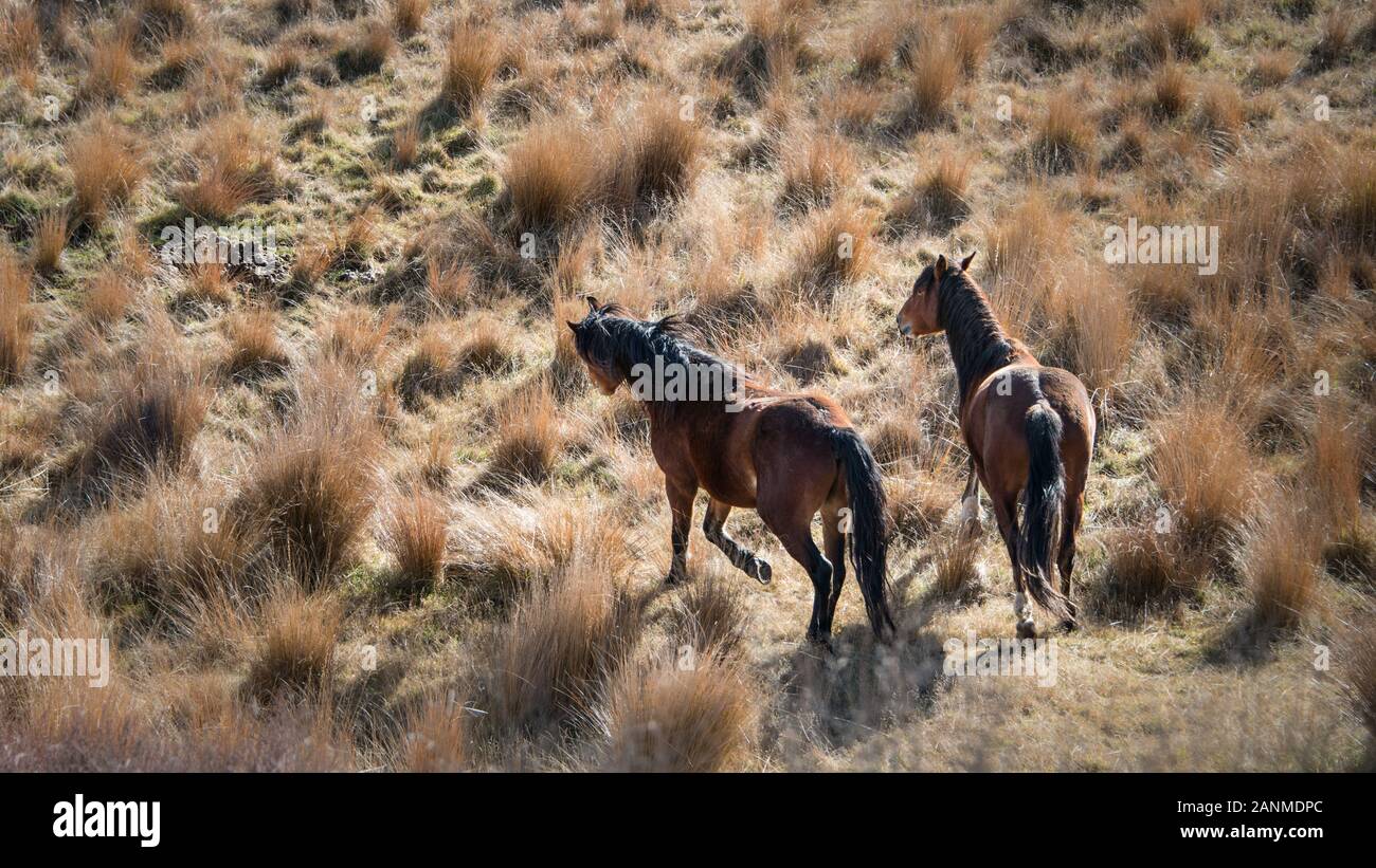 Two wild horses in Kaimanawa mountain ranges, North Island, New Zealand