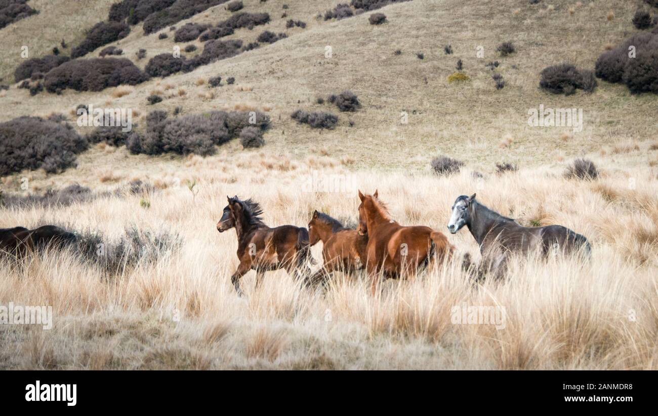 Wild horses running in Kaimanawa mountain ranges, North Island, New