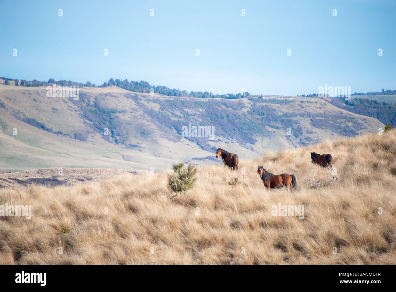 Kaimanawa horses on the hills of the mountain ranges, Central Plateau, North Island, New Zealand Stock Photo