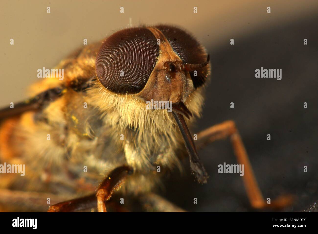 Portrait of a Hoverfly (Eristalis tenax) Stock Photo