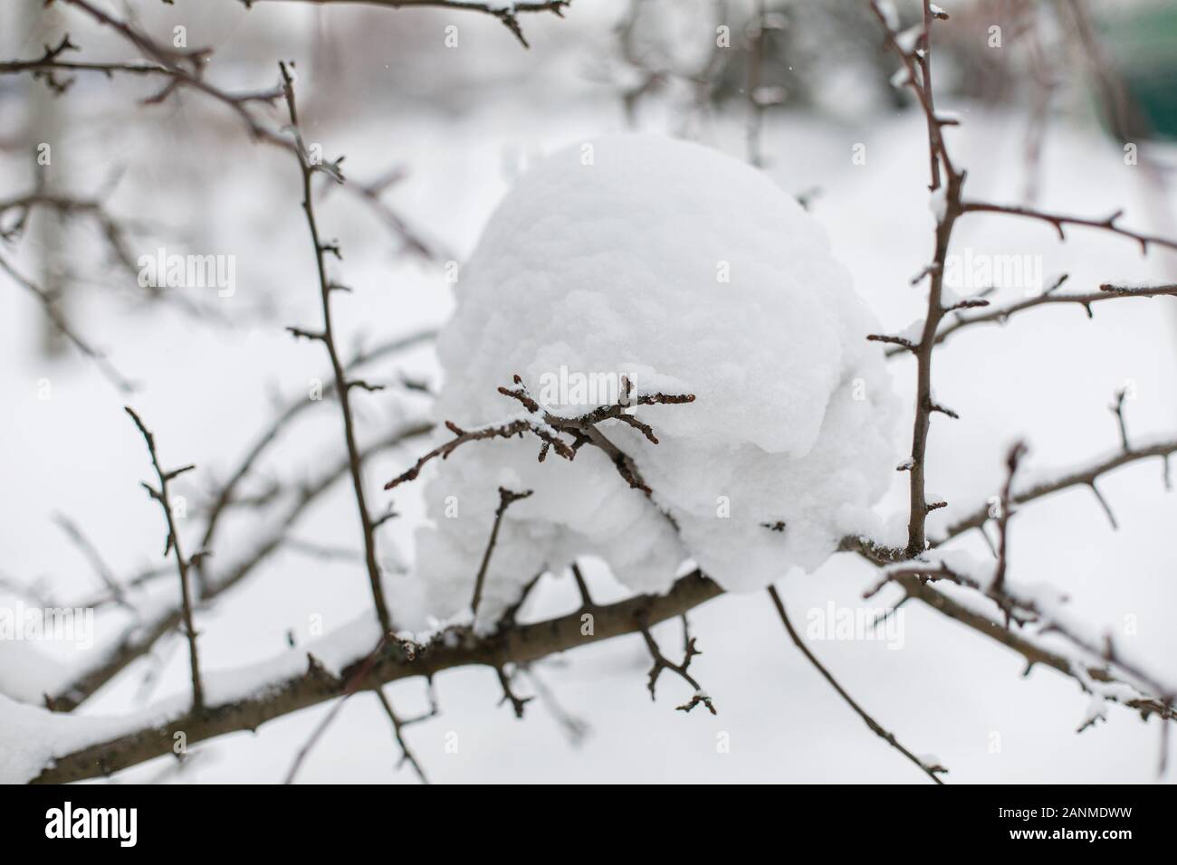 Tree branches covered with white snow, winter background Stock Photo ...