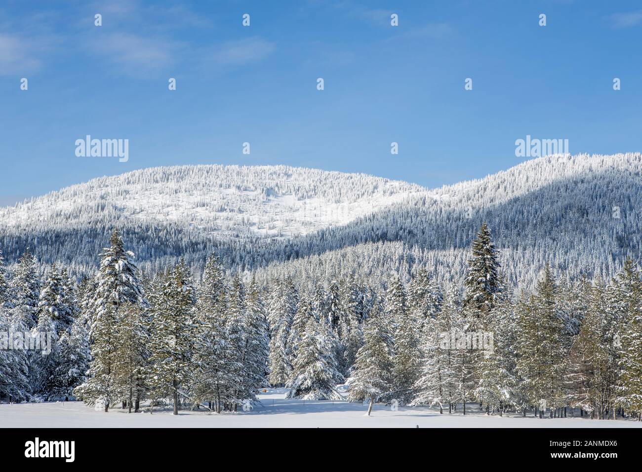 Snow covered trees and a mountain during winter in Rathdrum, Idaho. Stock Photo
