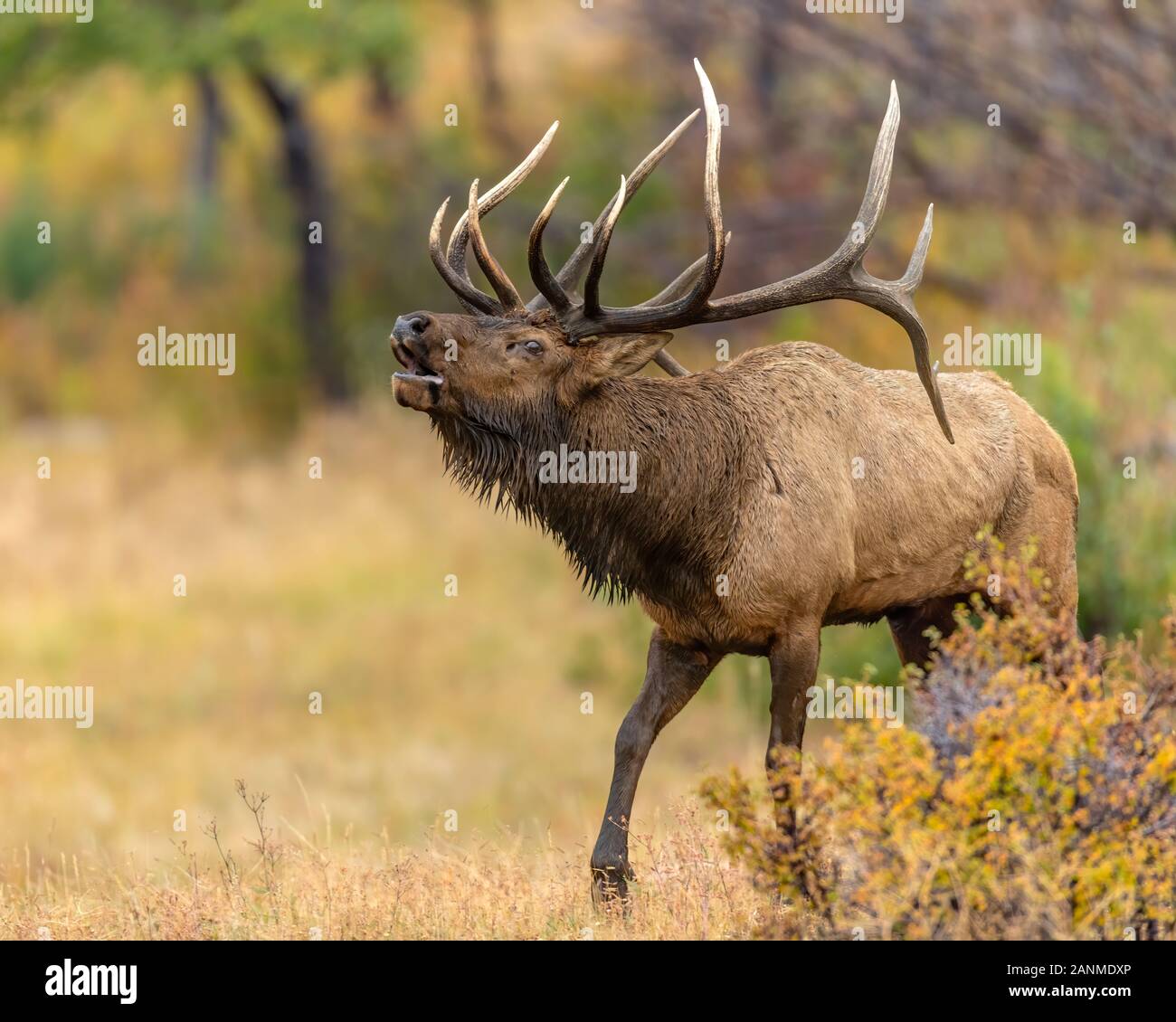Bull Elk in the Rocky Mountains during the rut Stock Photo - Alamy
