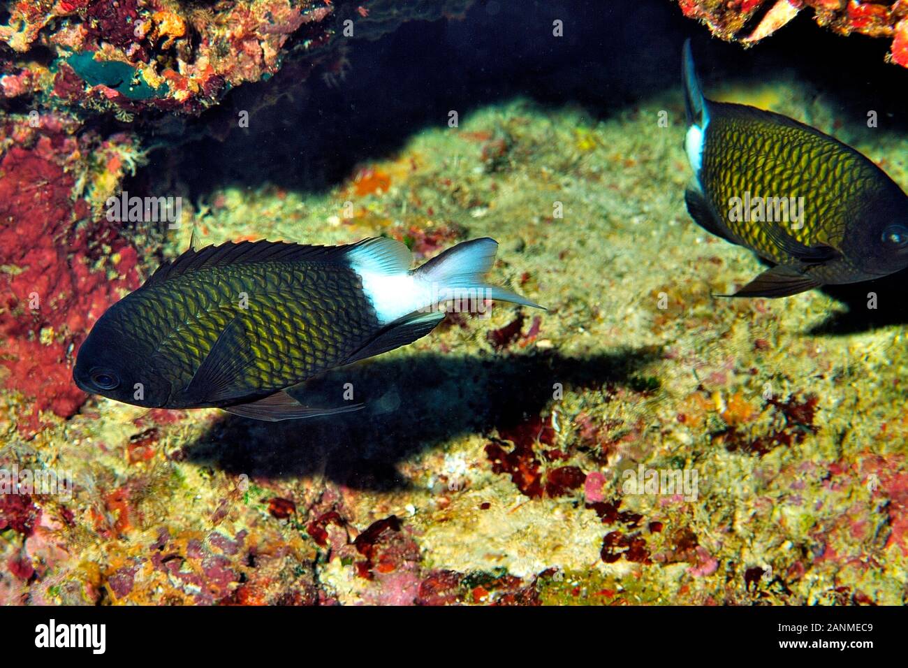 Speckled-Fin Damselfish, 'Pomacentrus Nagasakeiensis', Maede Cape, Onna, Okinawa, Ryukyu Islands, Japan Stock Photo
