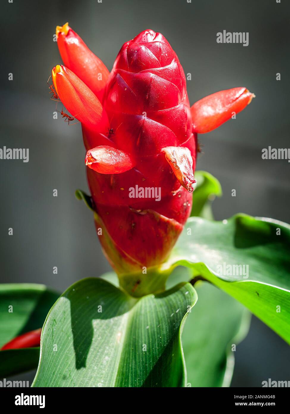 Thailand. Costus barbatus, also known as spiral ginger, is a perennial plant with a red inflorescence. It is one of the most commonly cultivated Costu Stock Photo