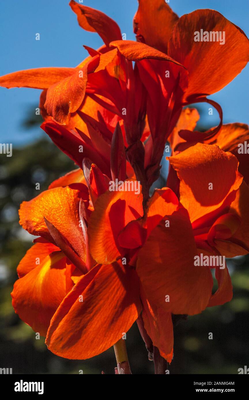 Russia Crimean Peninsula Nikitsky Botanical Garden Canna Australia Canna Lily Stock Photo Alamy