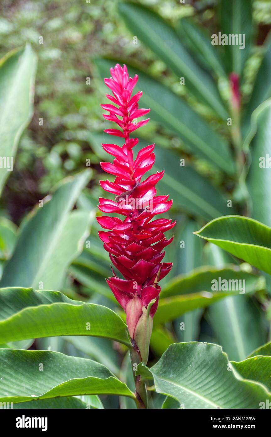 Thailand. Costus barbatus, also known as spiral ginger, is a perennial plant with a red inflorescence. It is one of the most commonly cultivated Costu Stock Photo