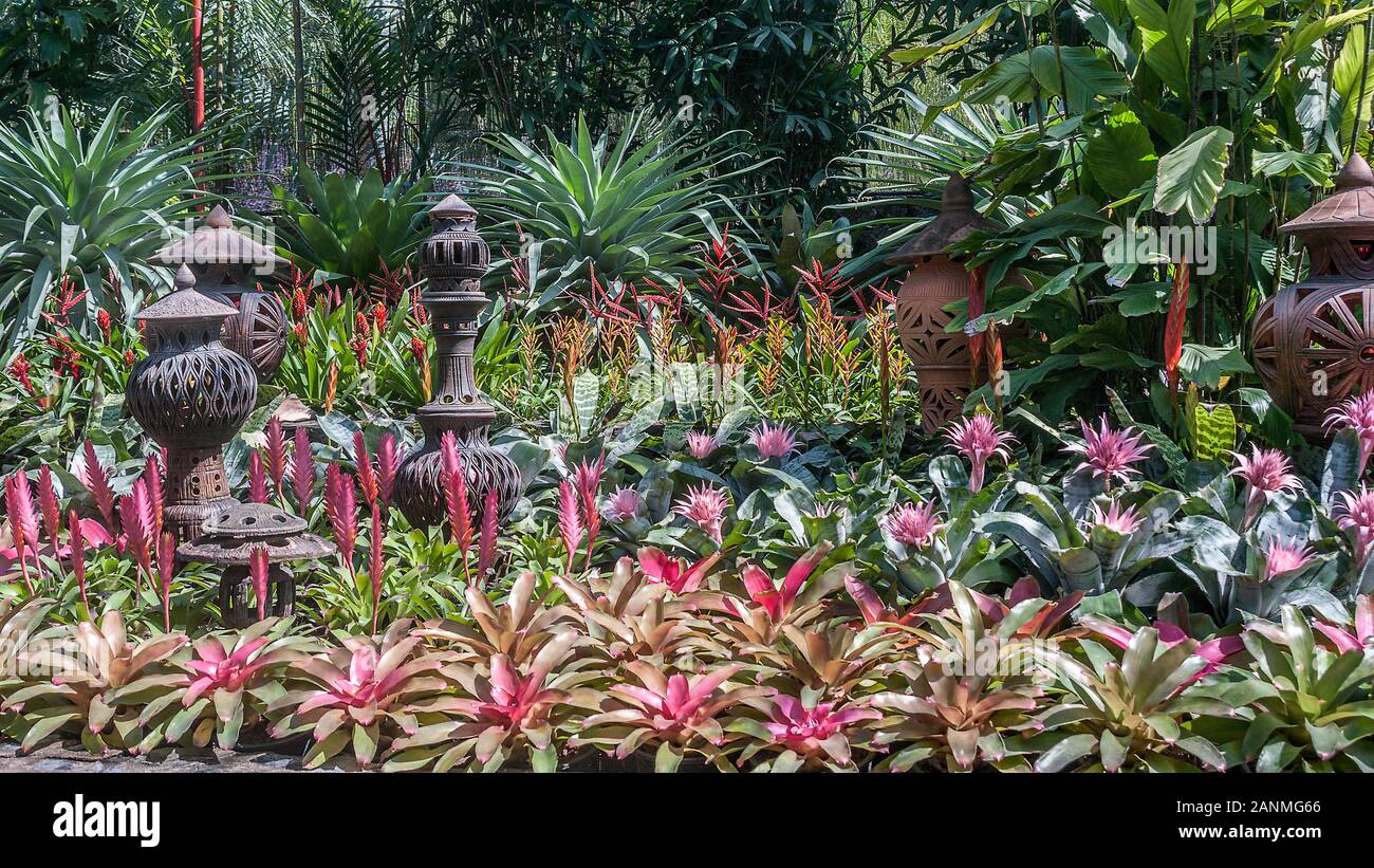 Thailand, Madam  Nong Nooch Tropical Park.  Flowerbed with Bromelia of different species. Stock Photo