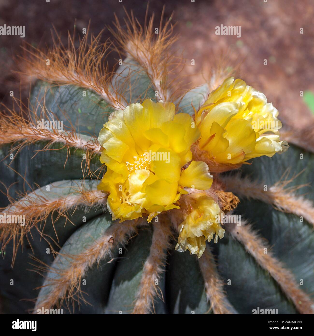 Thailand, Pattaya, Madame Nong Nooch Tropical Park. Blooming cactus  cylindropuntia, close-up Stock Photo - Alamy