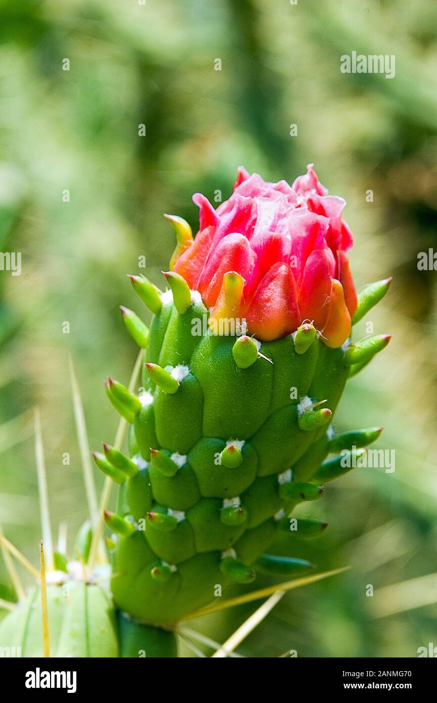 cactus living Cereus Green Coral Cactus main image 1
