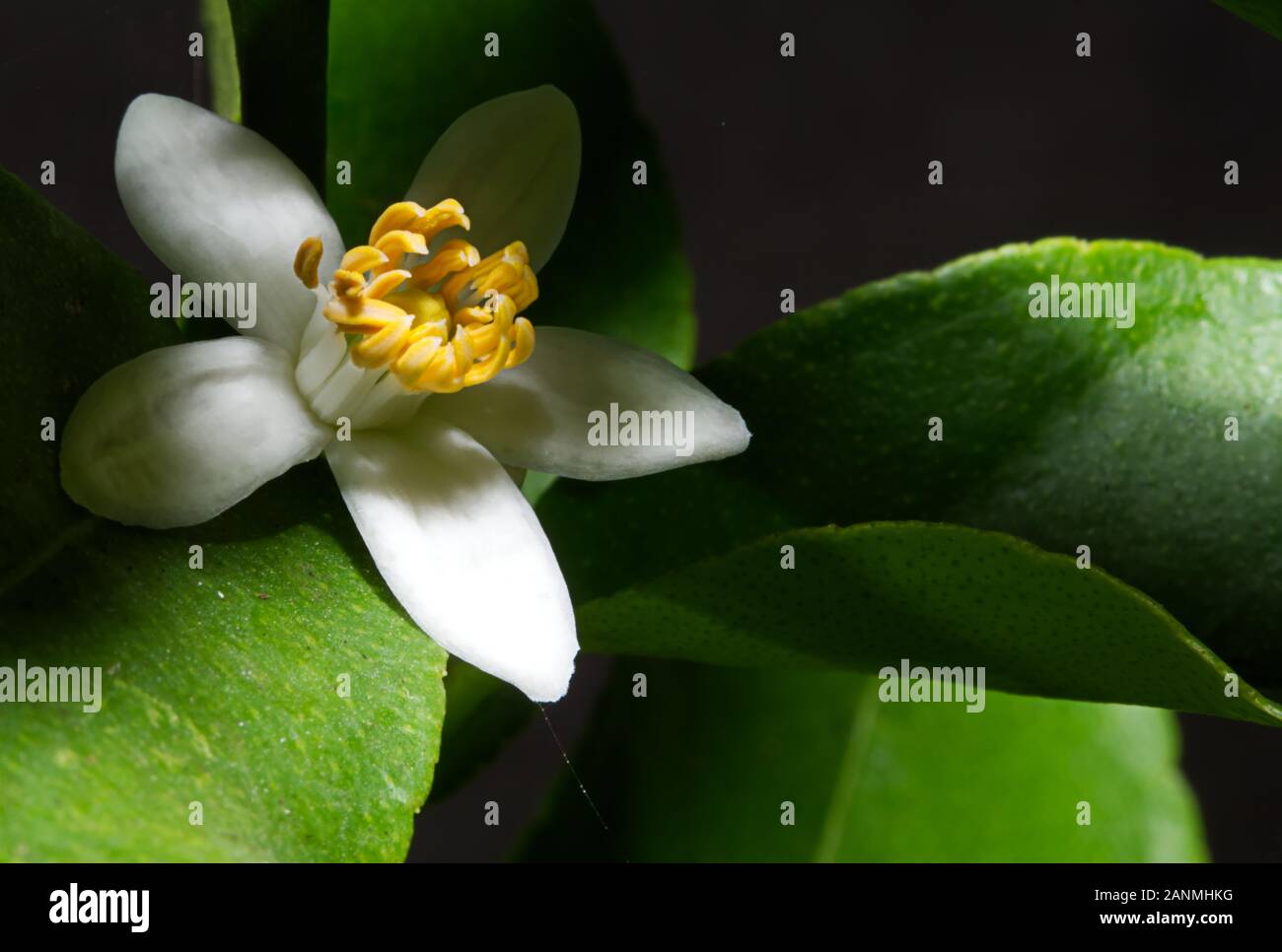 Lime tree flower hires stock photography and images Alamy
