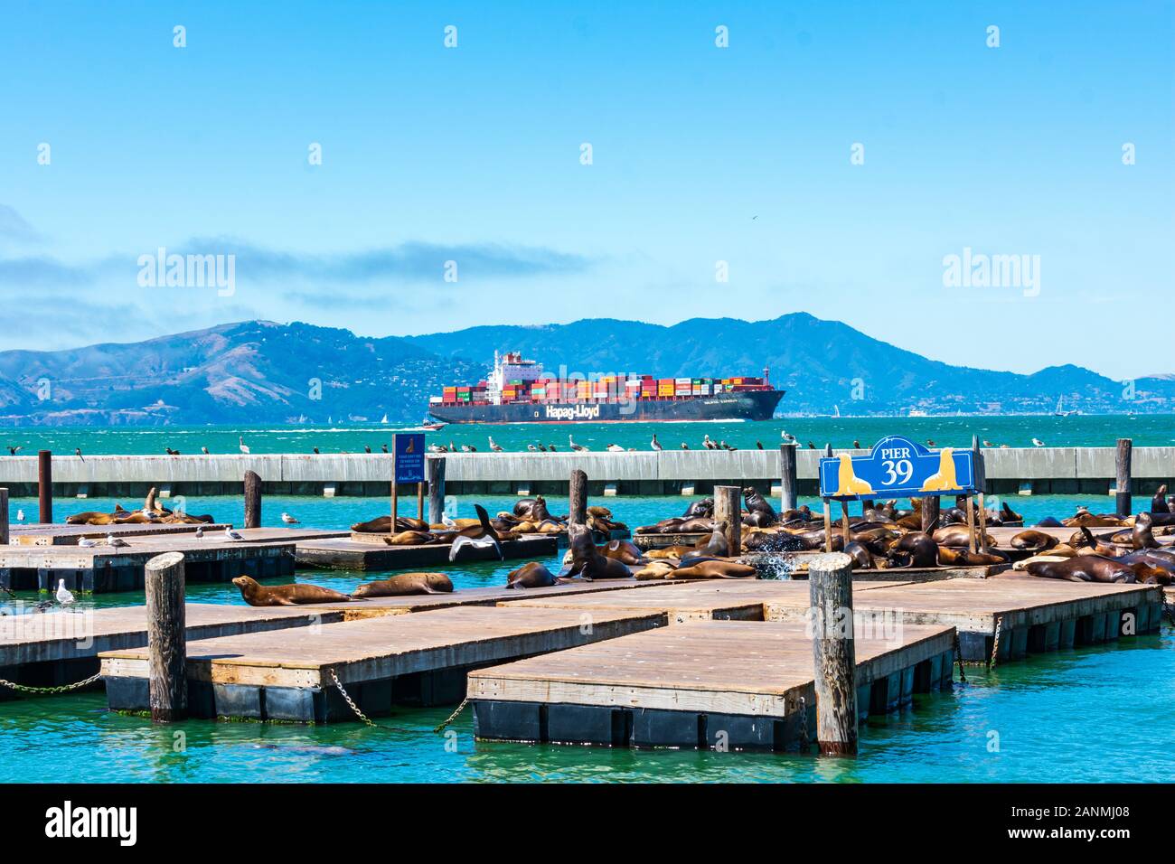 Sea lions sunbathing on the docks of popular tourist attraction Pier 39. A massive container ship Hapag-Lloyd is sailing in background - San Francisco Stock Photo