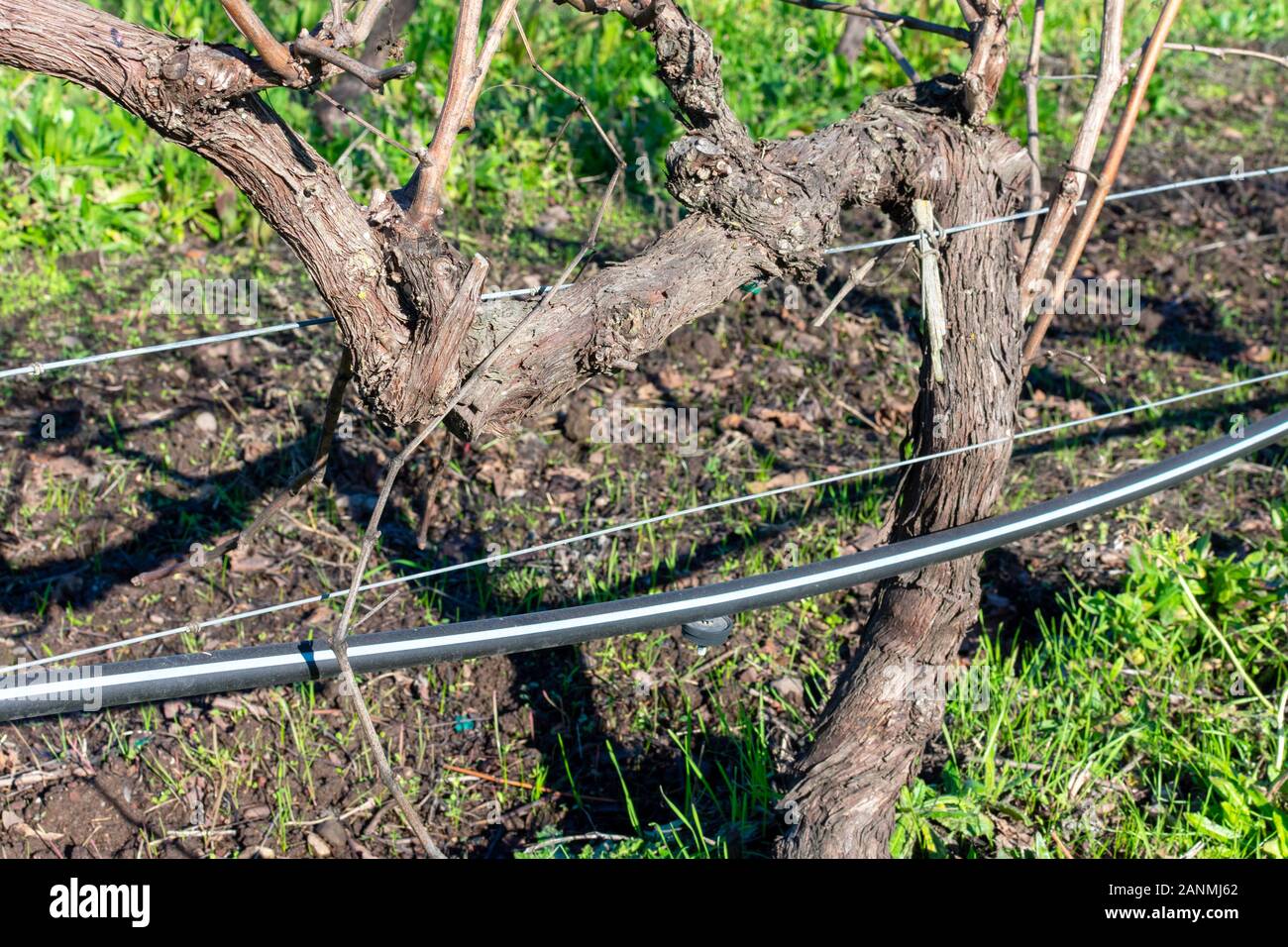 Close up. Drip irrigation system running along the vine trunk in vineyard. Stock Photo