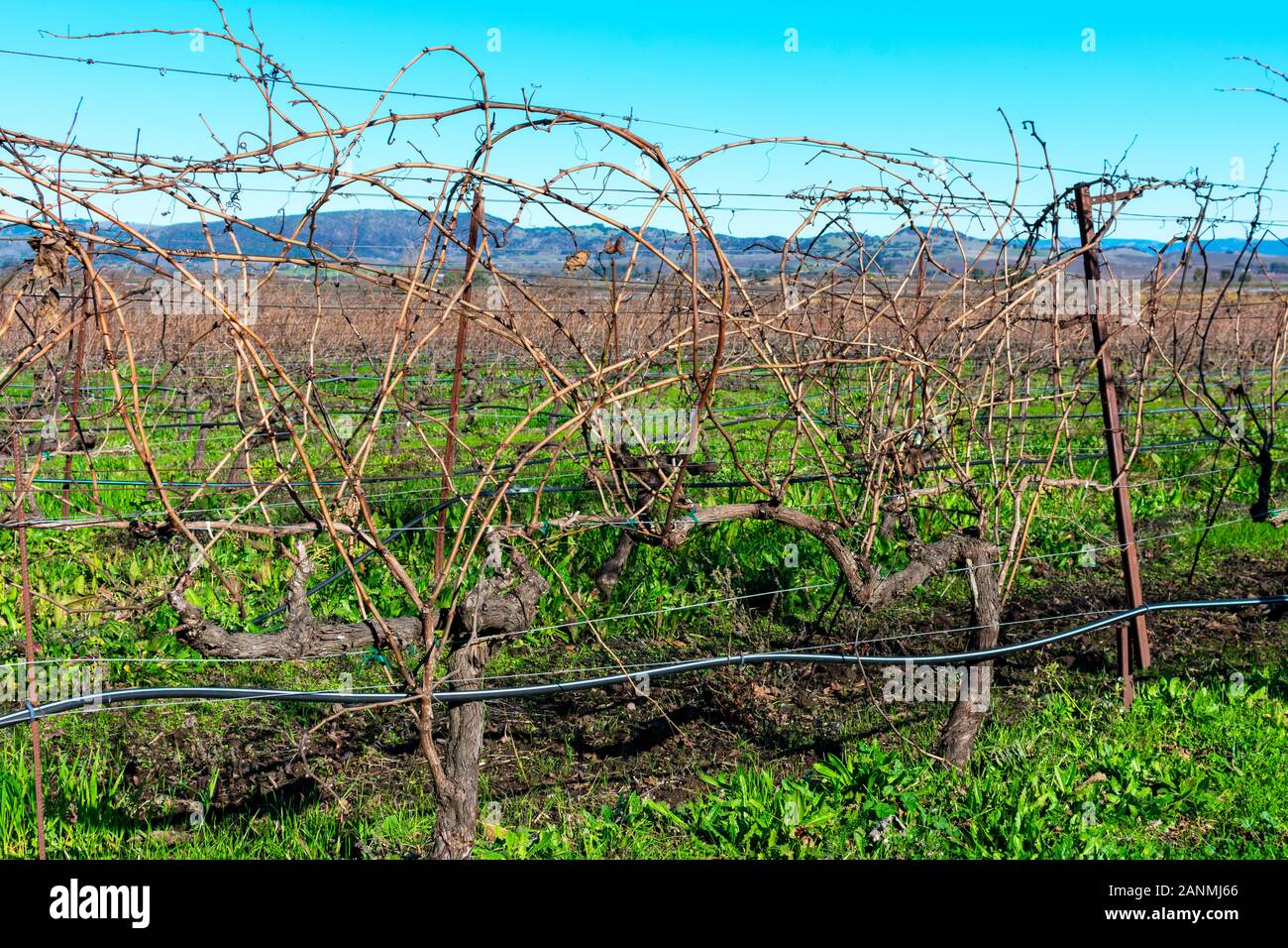 A view of rows of bare vines in a winter vineyard. A drip irrigation