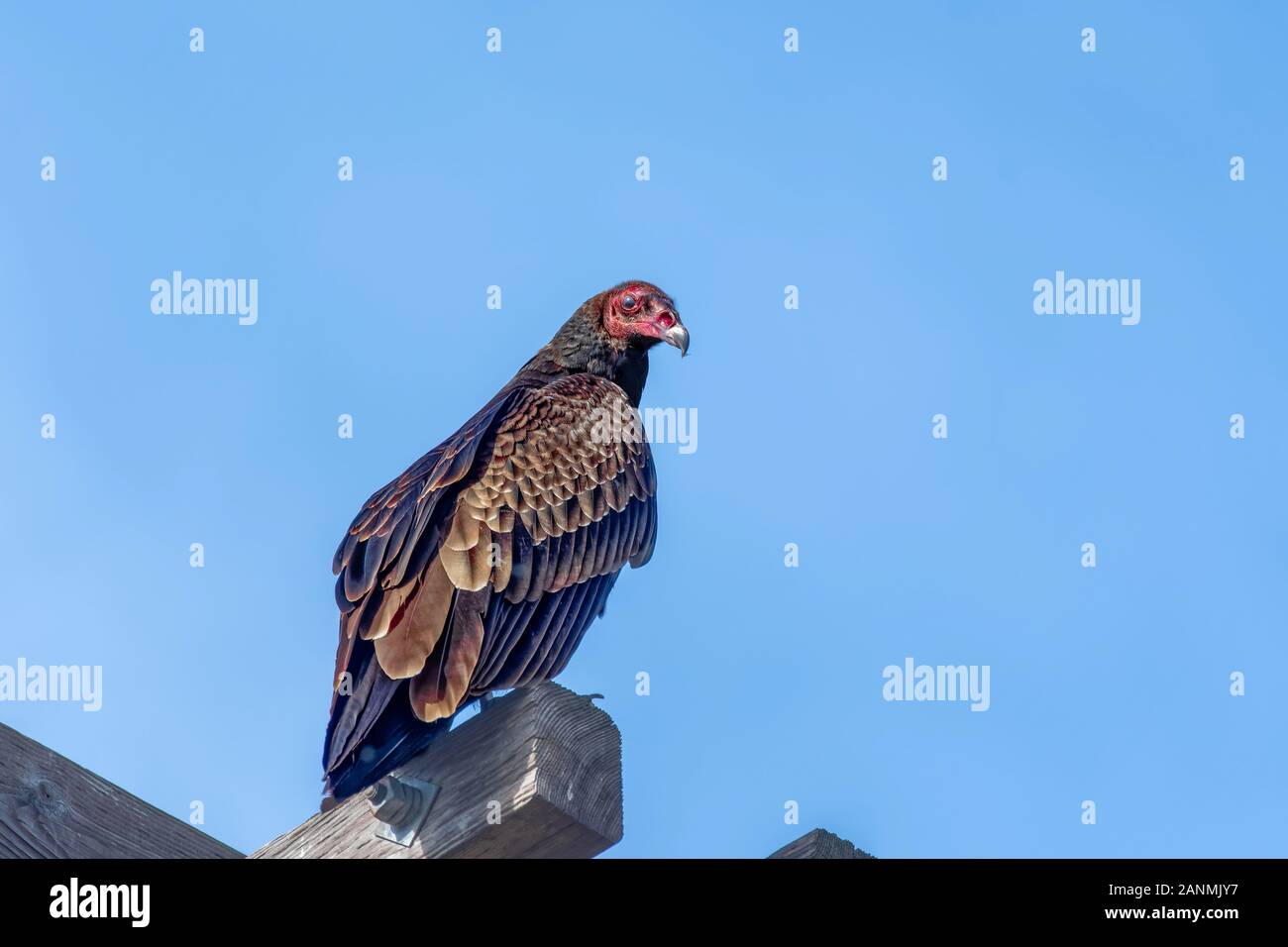 Mird migration hires stock photography and images Alamy