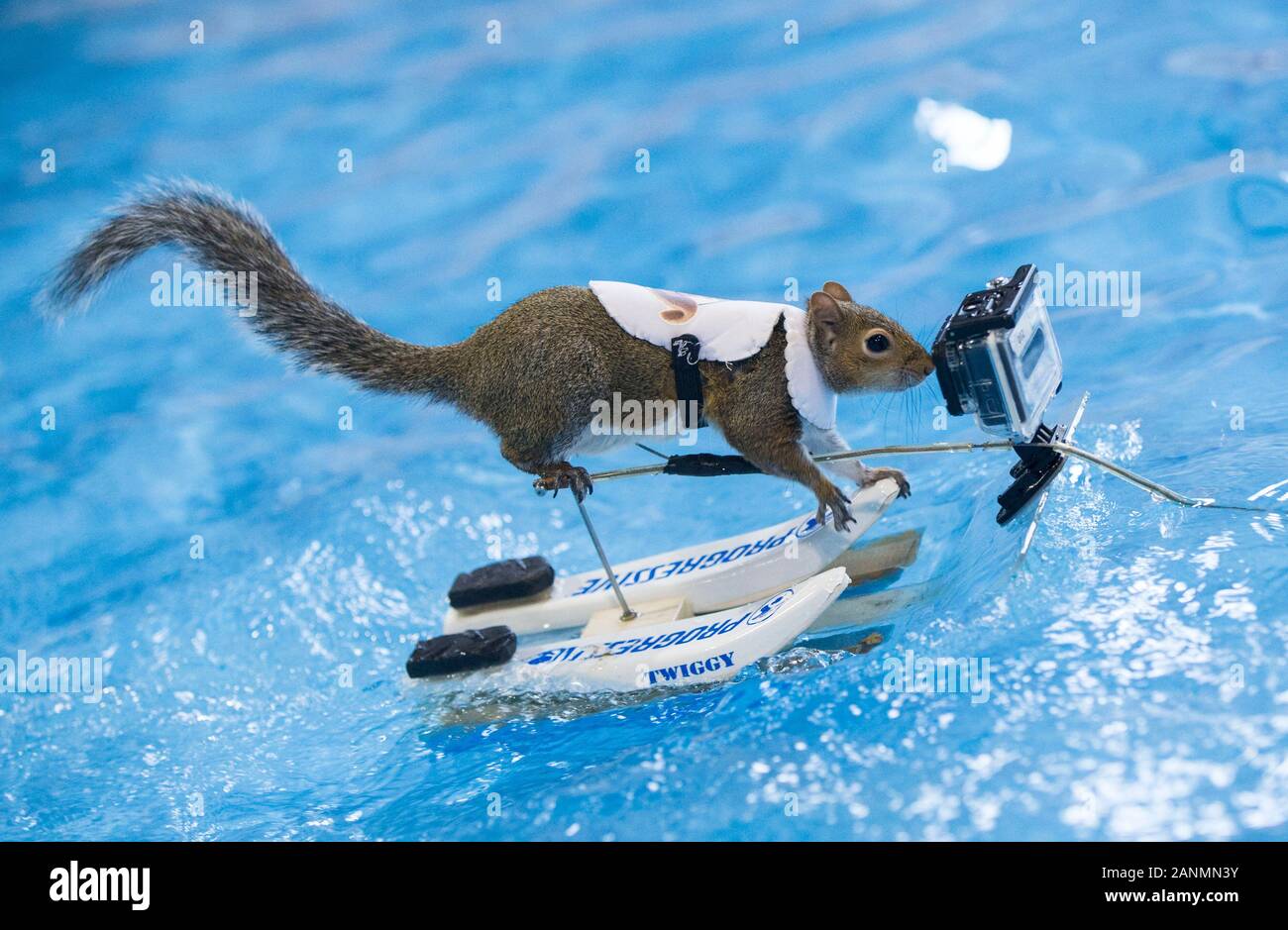 Toronto, Canada. 17th Jan, 2020. A squirrel performs water-skiing during the 2020 Toronto International Boat Show in Toronto, Canada, Jan. 17, 2020. Credit: Zou Zheng/Xinhua/Alamy Live News Stock Photo