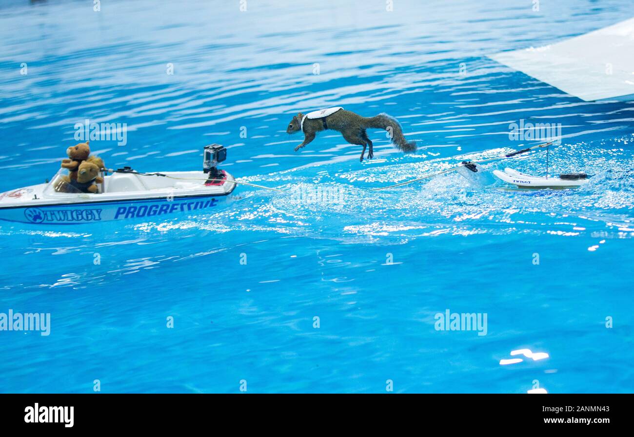 Toronto, Canada. 17th Jan, 2020. A squirrel jumps from boat to boat as it performs water-skiing during the 2020 Toronto International Boat Show in Toronto, Canada, Jan. 17, 2020. Credit: Zou Zheng/Xinhua/Alamy Live News Stock Photo