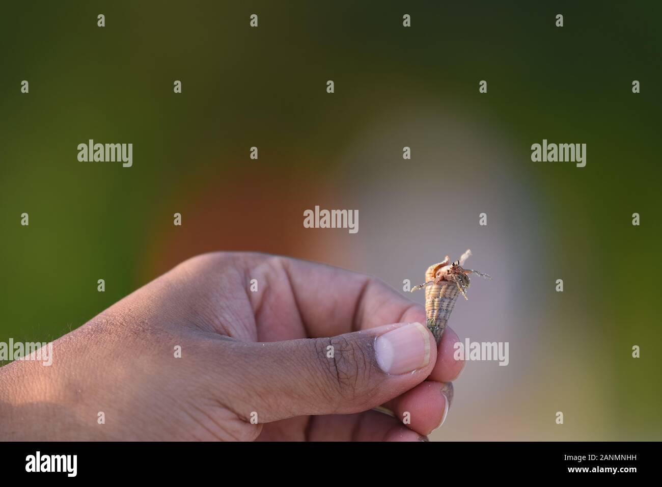 A man holding hermit Crab in a screw shell Stock Photo