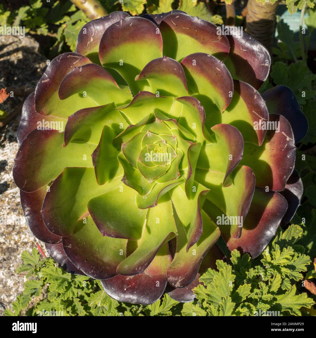 Sunlit Giant Red Aeonium Cyclops Succulent Plant in Summer, Cornwall, UK Stock Photo