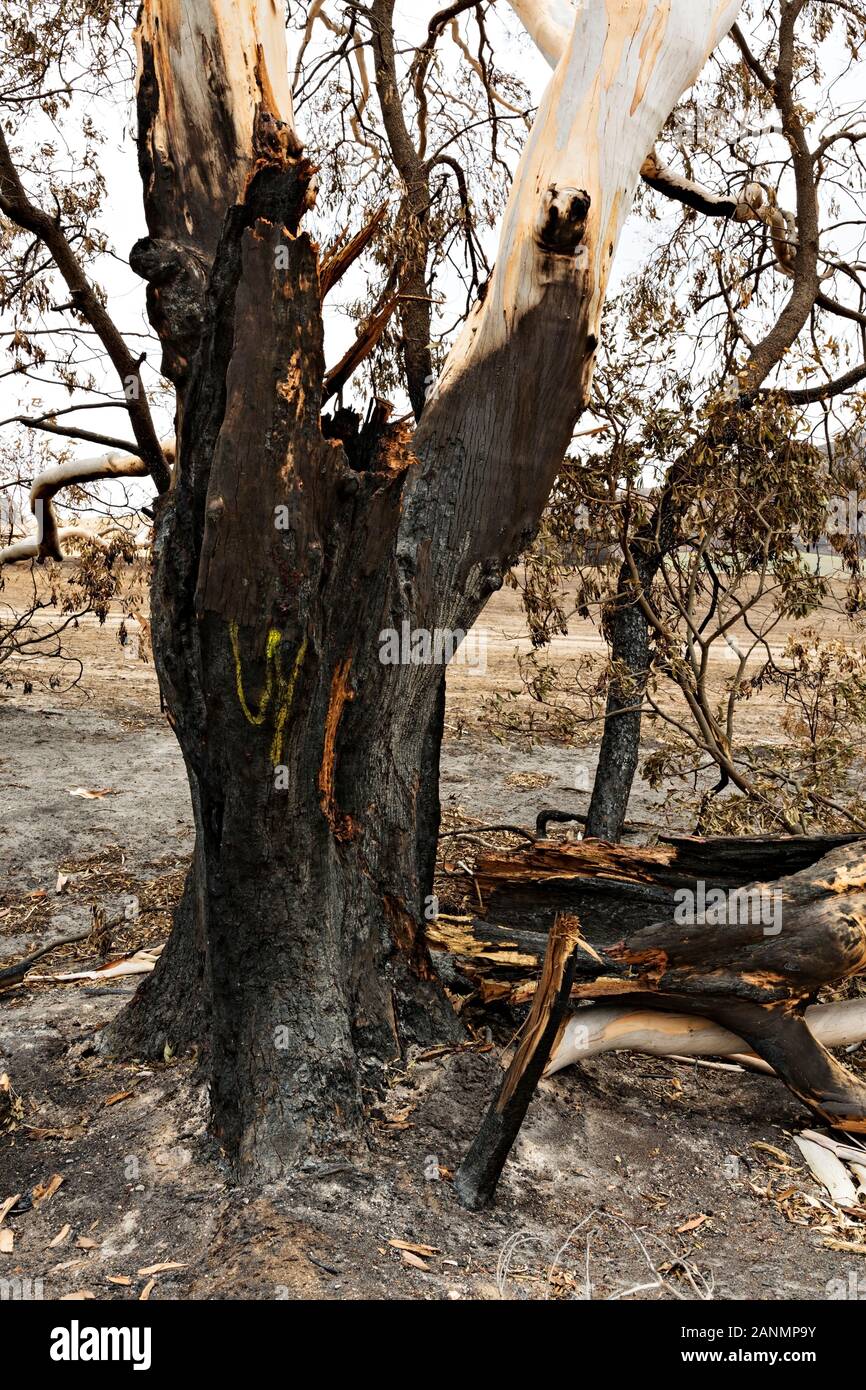 Lexton Australia /  Aftermath of bushfires in Lexton Victoria Australia. The recent bushfires surrounding Lexton in rural Victoria burnt over 2700 hec Stock Photo