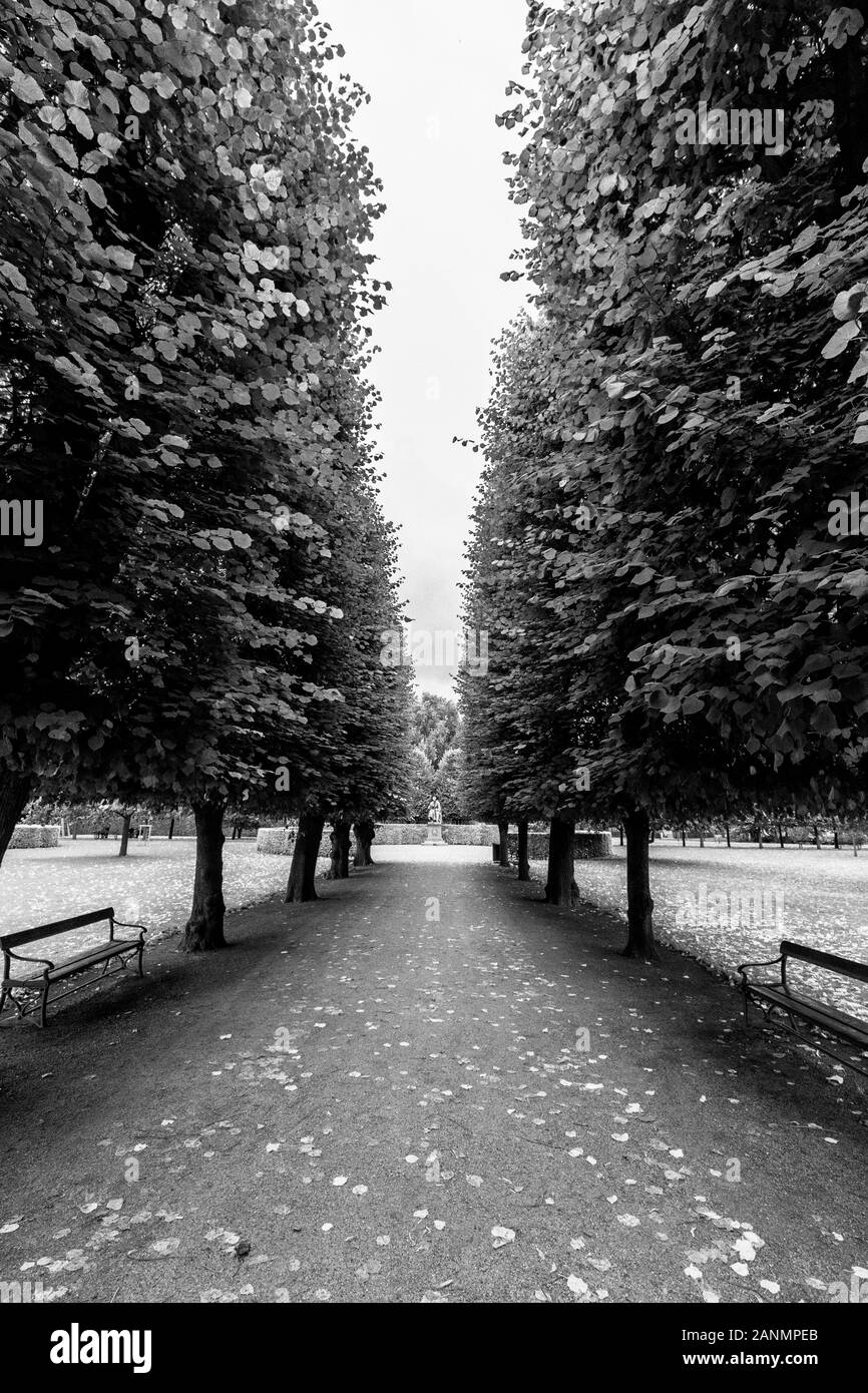 Black and white view of a tree lined path in the gardens of Rosenborg Castle in Copenhagen, Denmark. Stock Photo