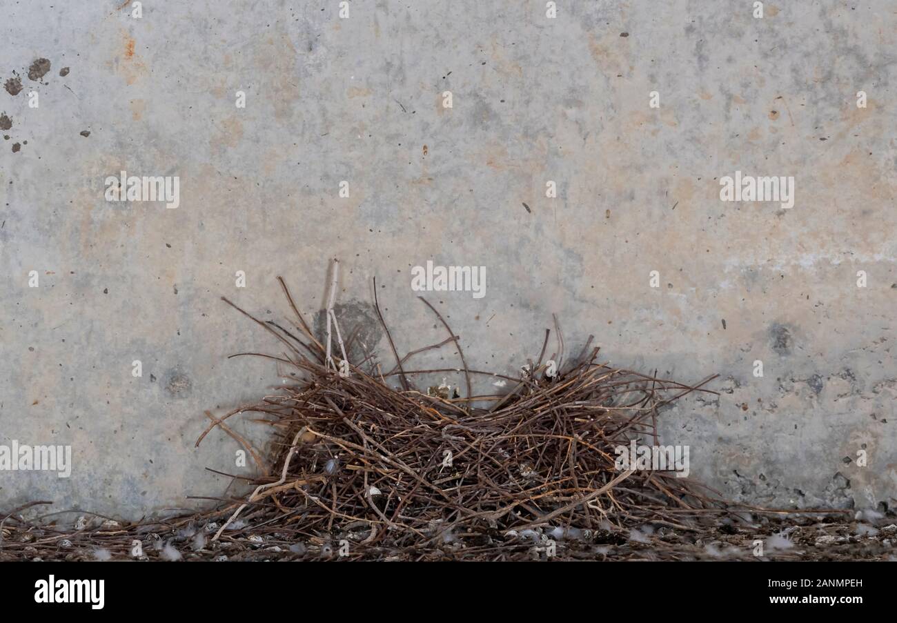 empty nest of pigeon Stock Photo