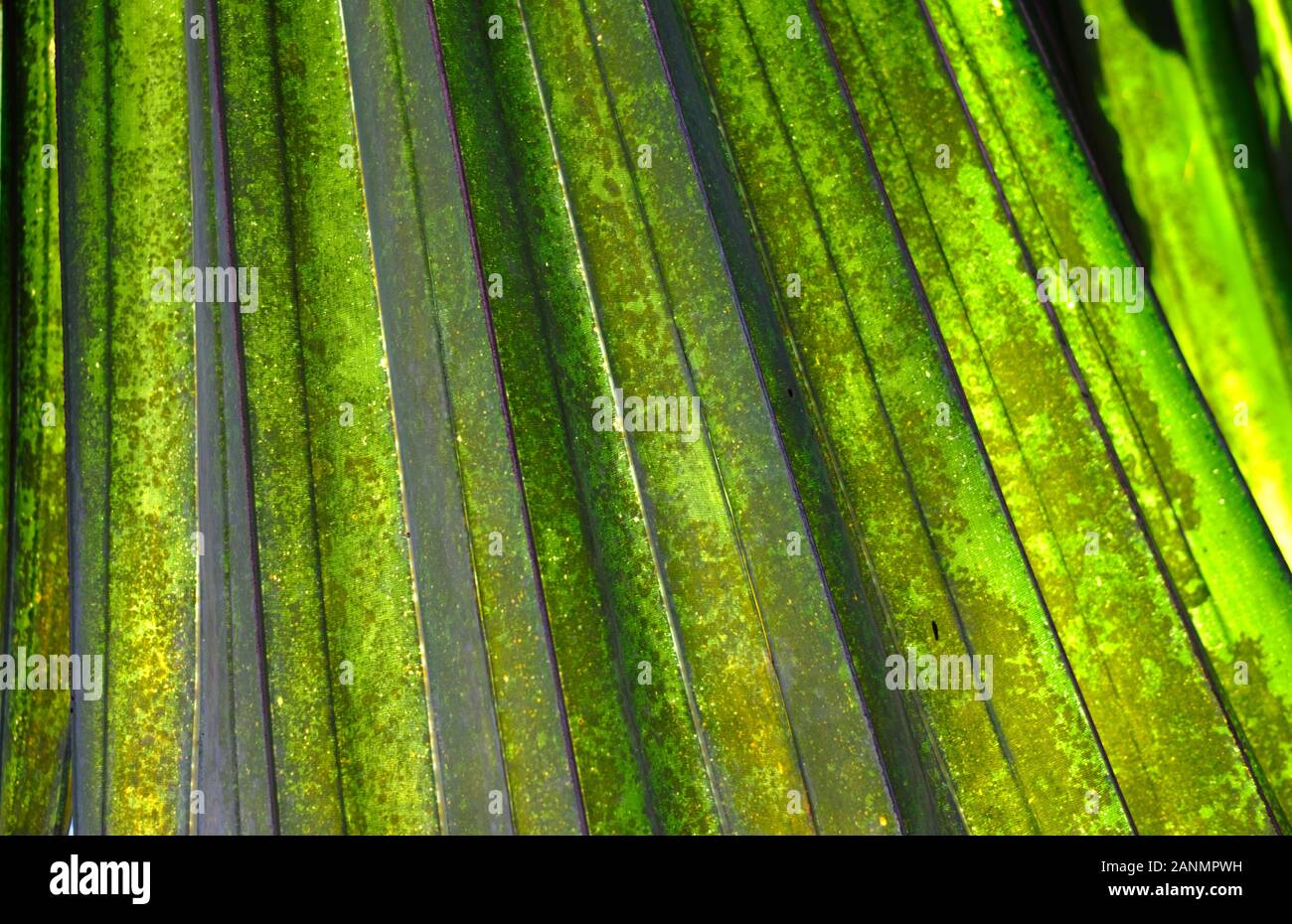 Abstract image of Green Palm leaves in nature Stock Photo