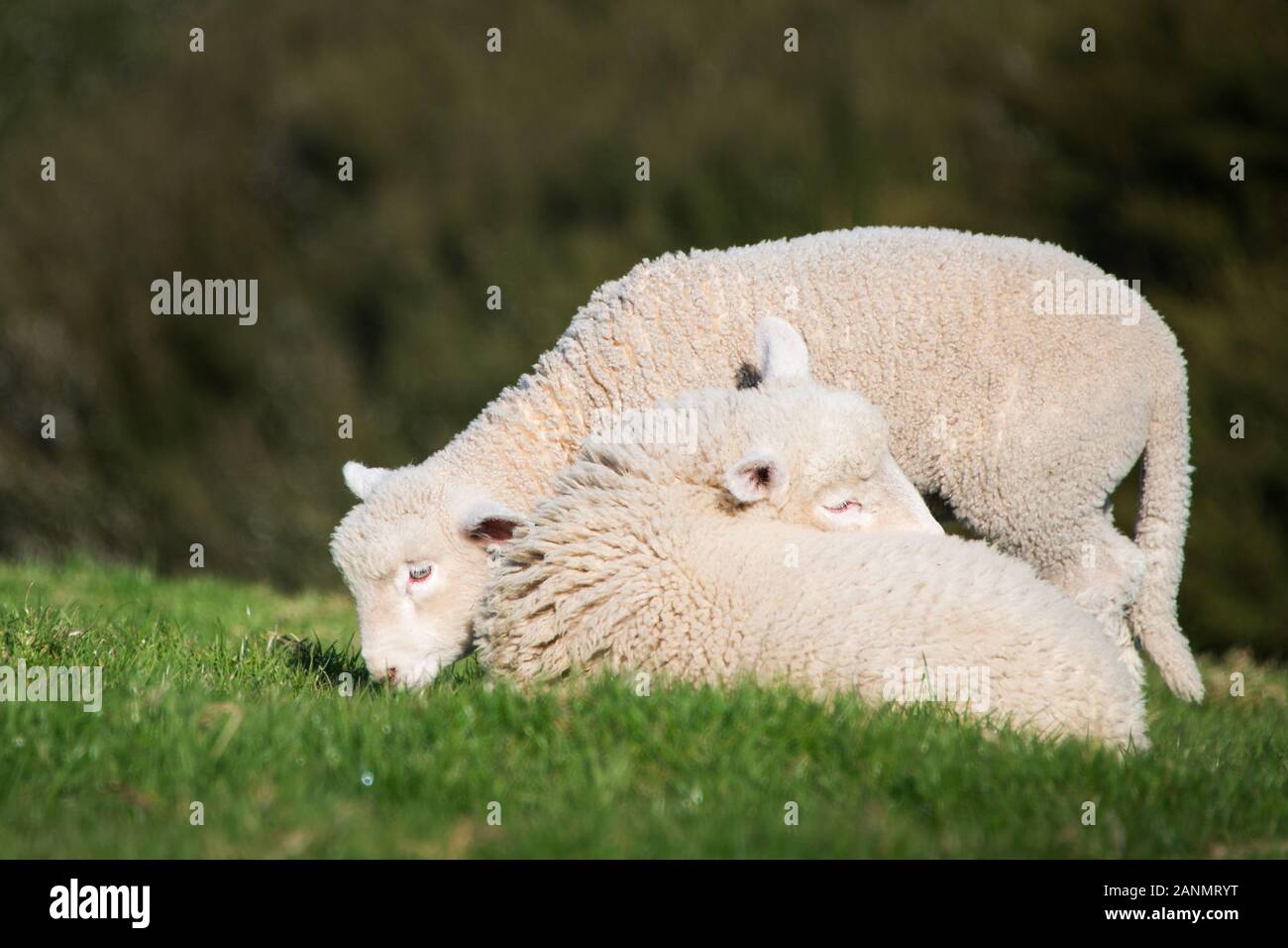 Baby Lambs playing in the green hills Stock Photo Alamy