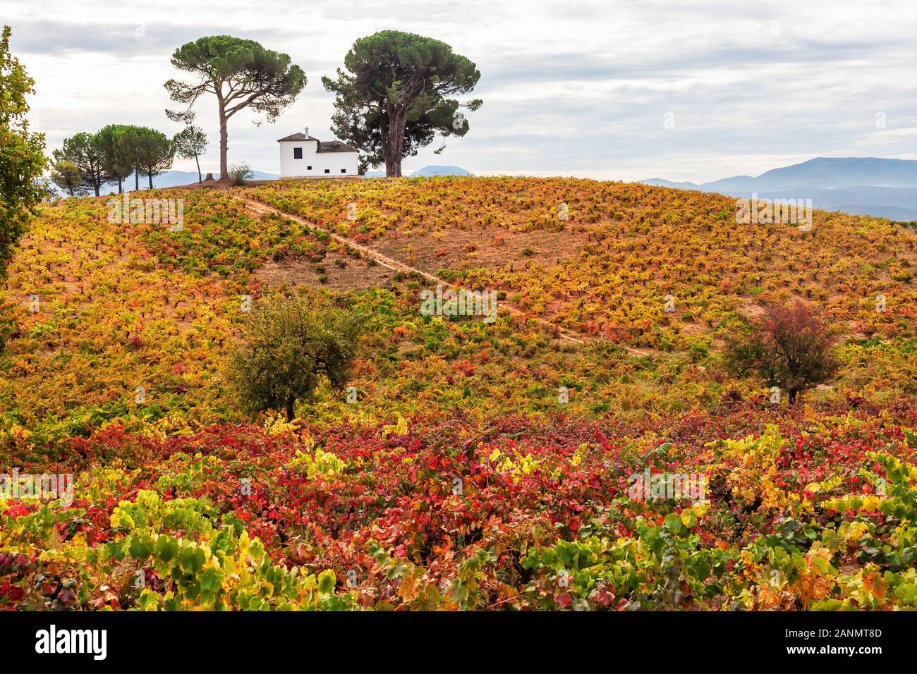 Vines and Vineyards dominate the autumn landscape in the Bierzo Wine Region on El Camino de Santiago in Spain. Stock Photo